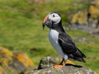 353 - PUFFIN WITH SAND EELS - MAGOR DIANA - united kingdom